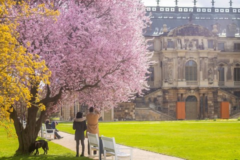 Blossoming tree at the palace in the Great Garden, Dresden, Saxony, Germany, Europe