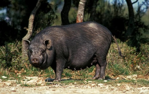 VIETNAMESE POT-BELLIED PIG (sus scrofa domesticus), FEMALE