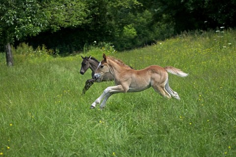 Foals Galloping through Pasture