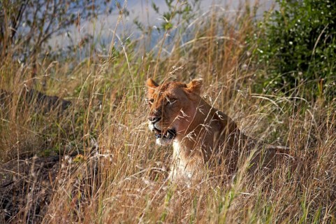 African Lion (panthera leo), Female Camouflaged in Long Grass, Masai Mara Park in Kenya