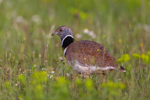 Little bustard (Tetrax tetrax) Outarde canepetière, Sisón Común, Hides De Calera / Great Bustard,