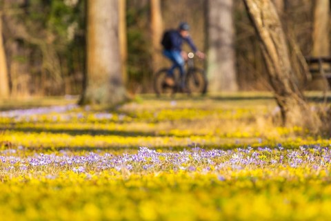 Blooming crocuses and winter aconites on the meadows in the Baroque Park Großer Garten, Dresden,