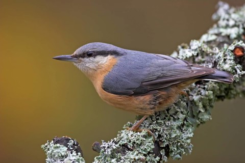 Eurasian nuthatch (Sitta europaea), Sittelle torchepot, Trepador Azul, Battenberg, Tiszaalpár,