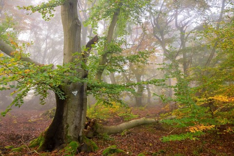 Dense forest with foggy atmosphere and autumnal colours of the leaves, Hutewald Halloh, Hesse,