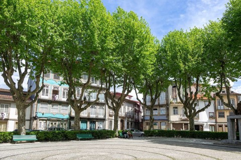 Trees around city park Jardim do Largo Condessa do Juncal, city centre of Guimaraes, northern