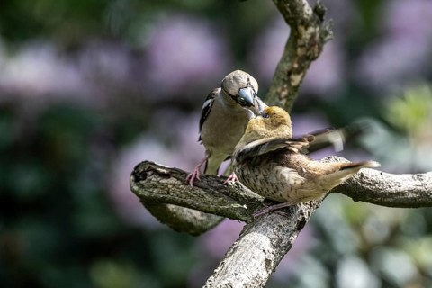 Hawfinch (Coccothraustes coccothraustes), feeding juveniles, Emsland, Lower Saxony, Germany, Europe