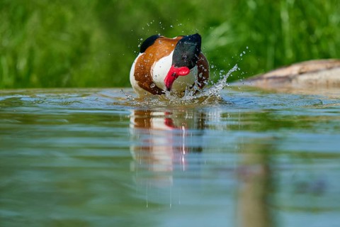 Shelduck (Tadorna tadorna), produces splash water on the surface while moving, France, Europe