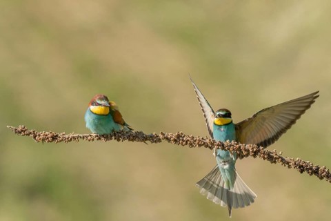 European bee-eater (Merops apiaster) on a branch during the breeding season in spring. Jechtingen,