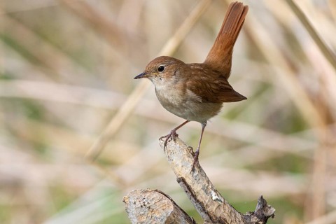 Nightingale (Luscinia megarhynchos) Germany