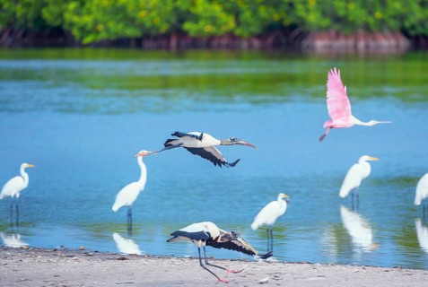 Wood Storks (Mycteria Americana) and Roseate Spoonbill (Platalea ajaja) in flight, Sanibel Island,