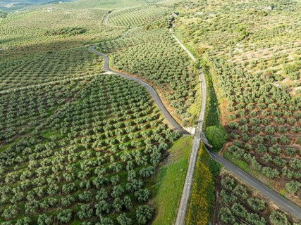 Cycle path Via Verde Del Aceite, old railroad track passes through olive fields, near village