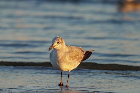 Seagull scouring the waterline searching for food along the Mississippi Gulf Coast in evening light