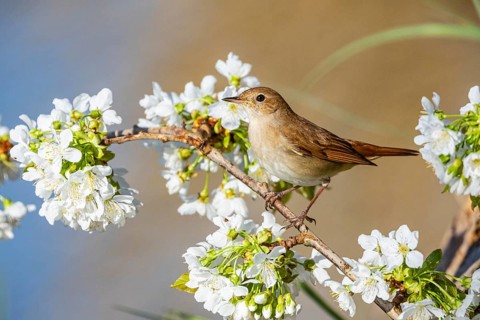 Nightingale (Luscinia megarhynchos) Germany