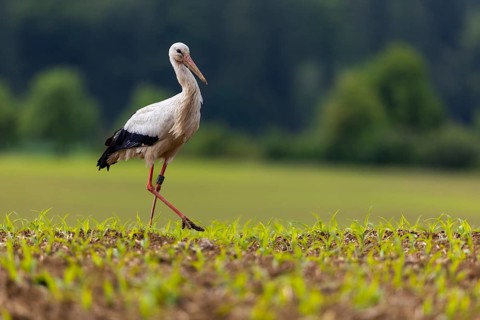 White stork (Ciconia ciconia), farmland, Göggingen, Sigmaringen district, Baden-Württemberg,