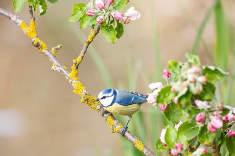Blue tit (Parus caeruleus) Germany