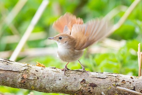 Nightingale (Luscinia megarhynchos) Germany