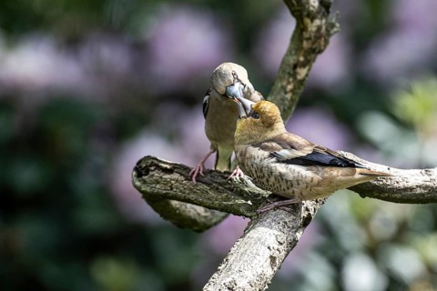 Hawfinch (Coccothraustes coccothraustes), feeding juveniles, Emsland, Lower Saxony, Germany, Europe
