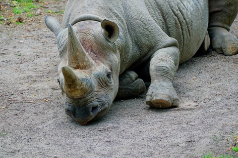 East African black rhinoceros (Diceros bicornis michaeli), adult, captive, resting, occurrence