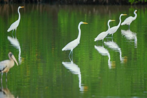 Great white egrets (Ardea alba) looking for food in a pond, Sanibel Island, J.N. Ding Darling