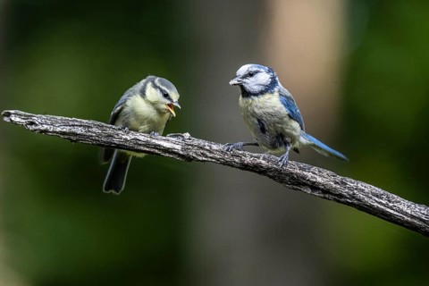 Blue tits (Parus caerulea), feeding young animals, Emsland, Lower Saxony, Germany, Europe