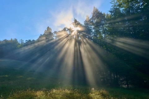 Bright light breaks through the trees in a misty forest, creating an atmospheric scene, Mönchberg,