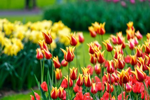 Bicoloured tulips (Tulipa), colourful tulip bed, red and yellow, Keukenhof gardens, Lisse,