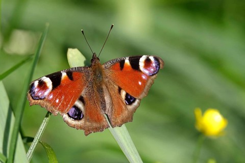Peacock butterfly, spring, Germany, Europe