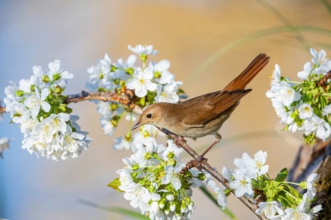 Nightingale (Luscinia megarhynchos) Germany