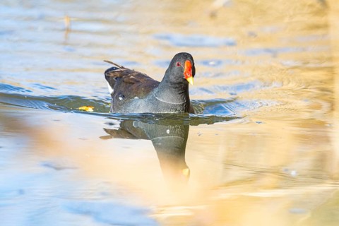 Moorhen (Gallinula chloropus) ml Germany