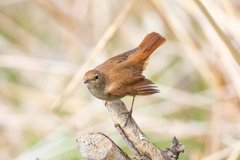 Nightingale (Luscinia megarhynchos) Germany