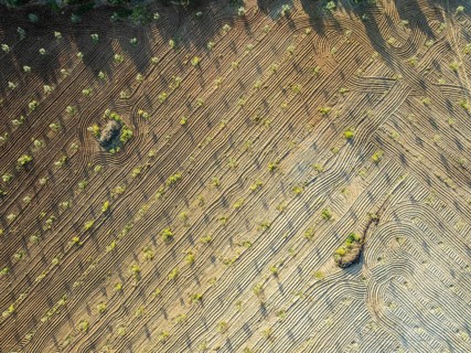 Fields of olive trees, trees planted in rows, aerial view, near village Cabra, Andalusia, Spain,
