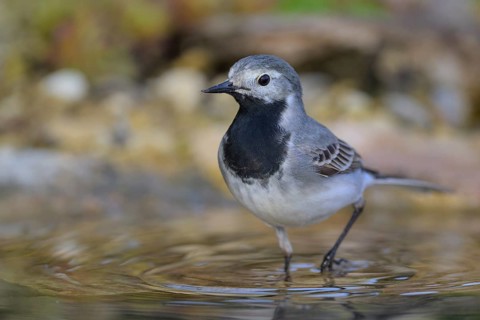White wagtail (Motacilla alba), male bathing, biosphere reserve, Swabian Alb, Baden-Württemberg,