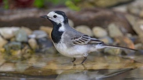 White wagtail (Motacilla alba), male bathing, biosphere reserve, Swabian Alb, Baden-Württemberg,
