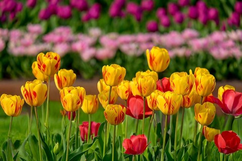 Brightly coloured tulips blooming in a green field in spring, Tulips (Tulpia), Münsterland, North