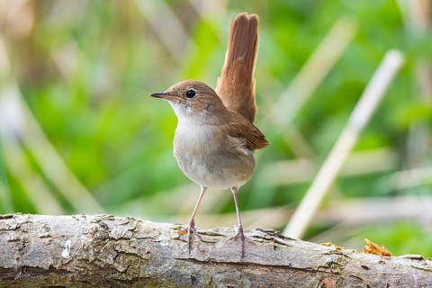 Nightingale (Luscinia megarhynchos) Germany