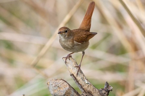 Nightingale (Luscinia megarhynchos) Germany