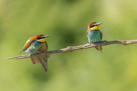 European bee-eater (Merops apiaster) on a branch during the breeding season in spring. Jechtingen,