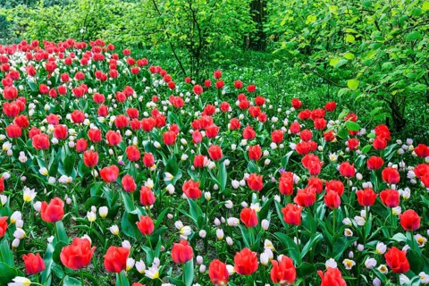 Different coloured tulips (Tulipa), colourful tulip bed, Keukenhof gardens, Lisse, Bollenstreek,