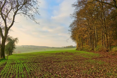 Green fields in the foreground, with trees and cloudy sky in the background, Hornbach, Walldürn,