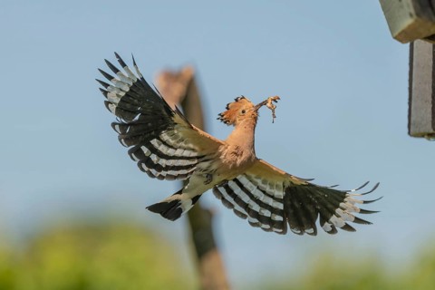 A Eurasian hoopoe (Upupa epops) arrives at the nest box in flight with open wings. Burkheim am