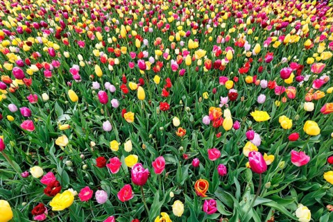 Different coloured tulips (Tulipa), colourful tulip bed, Keukenhof gardens, Lisse, Bollenstreek,
