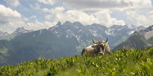 Allgäu brown cattle (Bos primigenius taurus) on the Fellhorn, behind them the Allgäu main ridge
