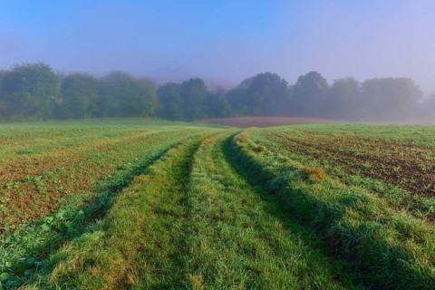 Green path, surrounded by fog, with trees, Mönchberg, Miltenberg, Spessart, Bavaria, Germany,