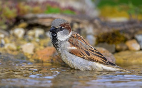 House sparrow (Passer domesticus), male bathing, biosphere reserve, Swabian Alb, Baden-Württemberg,