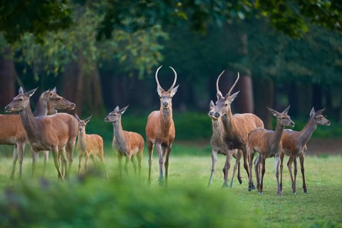 Red deer (Cervus elaphus), peaceful herd of deer standing vigil in a green forest meadow, Germany,