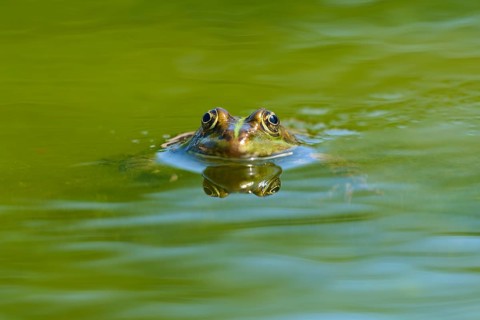 Grass frog (Rana temporaria), looking out of the water surface of a pond surrounded by greenery,