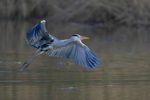 Grey heron (Ardea cinerea), adult heron in flight in front of reeds, Neckar valley,