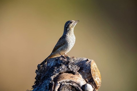Eurasian wryneck (Jynx torquilla) Germany