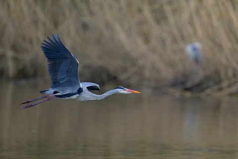 Grey heron (Ardea cinerea), adult heron in flight in front of reeds, Neckar valley,