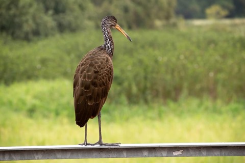 Wattled crane (Aramus guarauna) in the nature reserve Reserva Ecologica Ciudad Universitaria